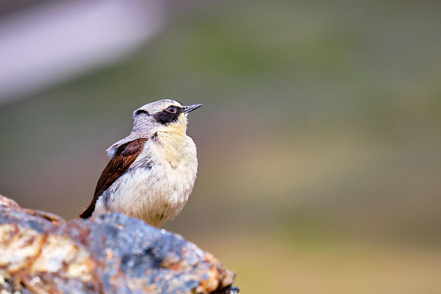 Mountain birds. 3000 meters. Collalba gris Oenanthe oenanthe. Sierra ...