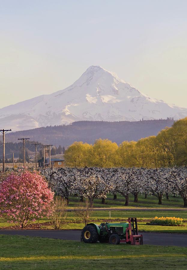 Mountain Blooms Photograph By Danika Pnw Fine Art America