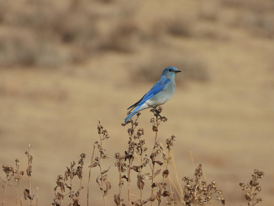 Mountain Blue Bird Photograph by Amanda R Wright
