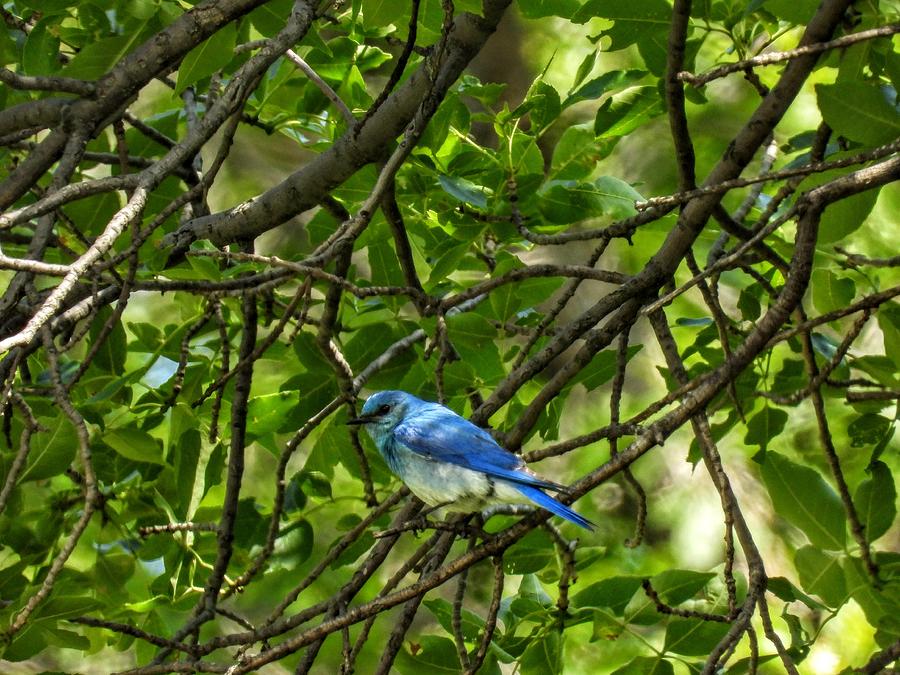 Mountain Blue Bird in a Tree Photograph by Amanda R Wright