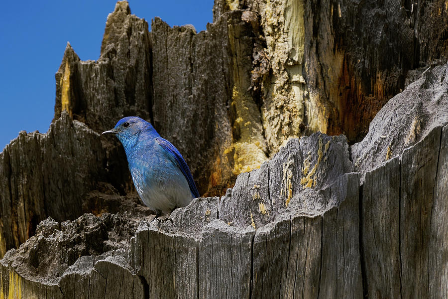 Mountain Blue bird Photograph by Julieta Belmont