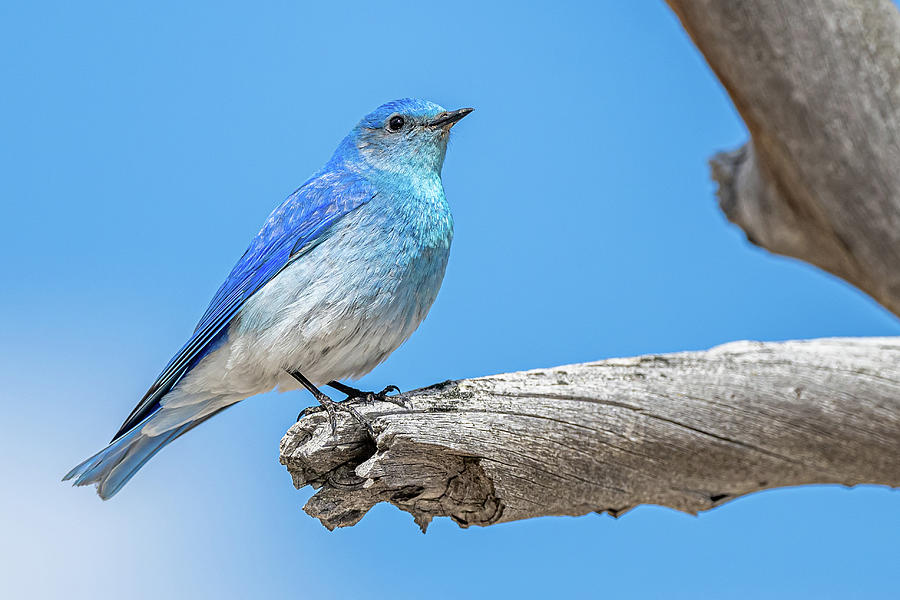 Mountain Blue Bird Photograph by Paul Freidlund Mountain Blue Bird Photograph by Paul Freidlund