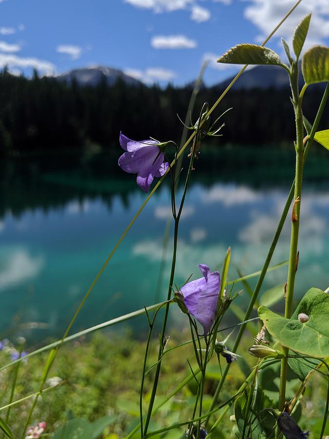 Mountain bluebells Photograph by Lisa Mutch