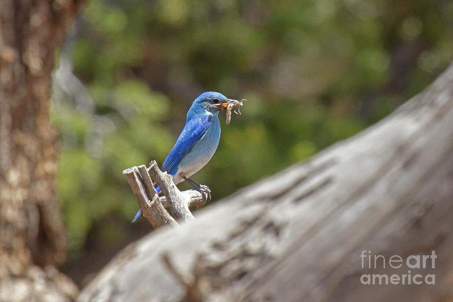 Mountain Bluebird 1 Photograph by Butch Lombardi