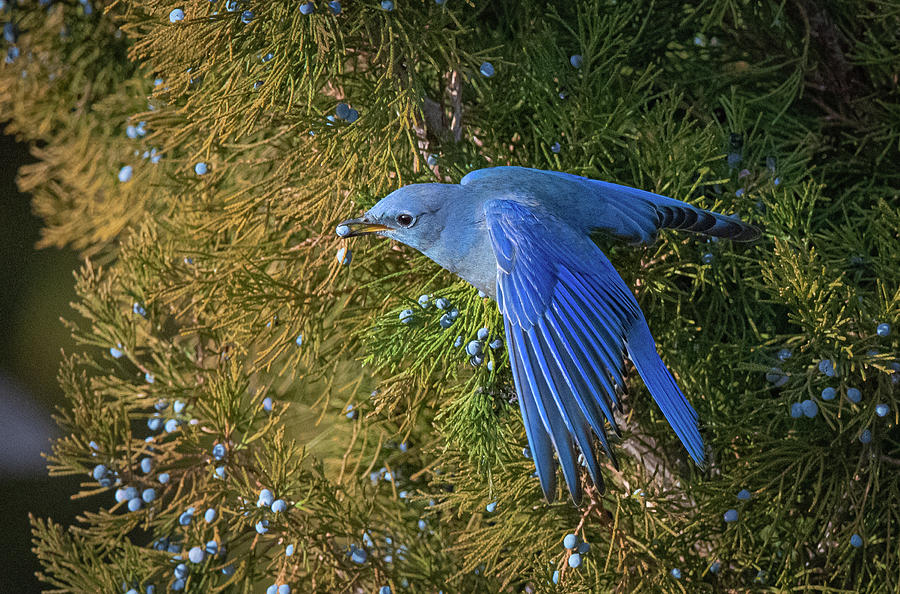 Mountain Bluebird 1 Photograph by Rick Mosher