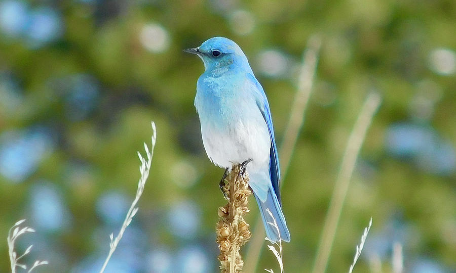 Mountain Bluebird 10 Photograph by Dan Miller