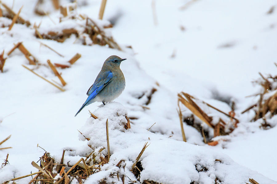 Mountain Bluebird 2 Photograph by Gary Hall