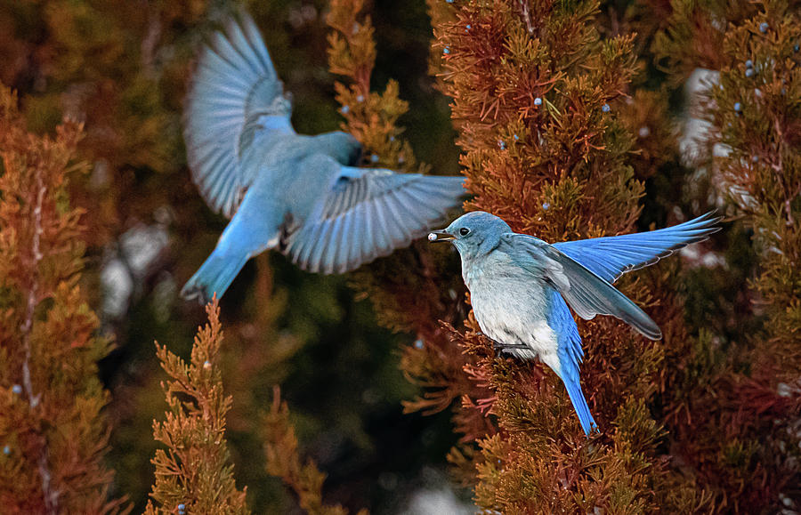 Mountain Bluebird 2 Photograph by Rick Mosher