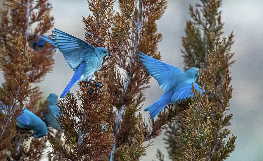 Mountain Bluebird 3 Photograph by Rick Mosher