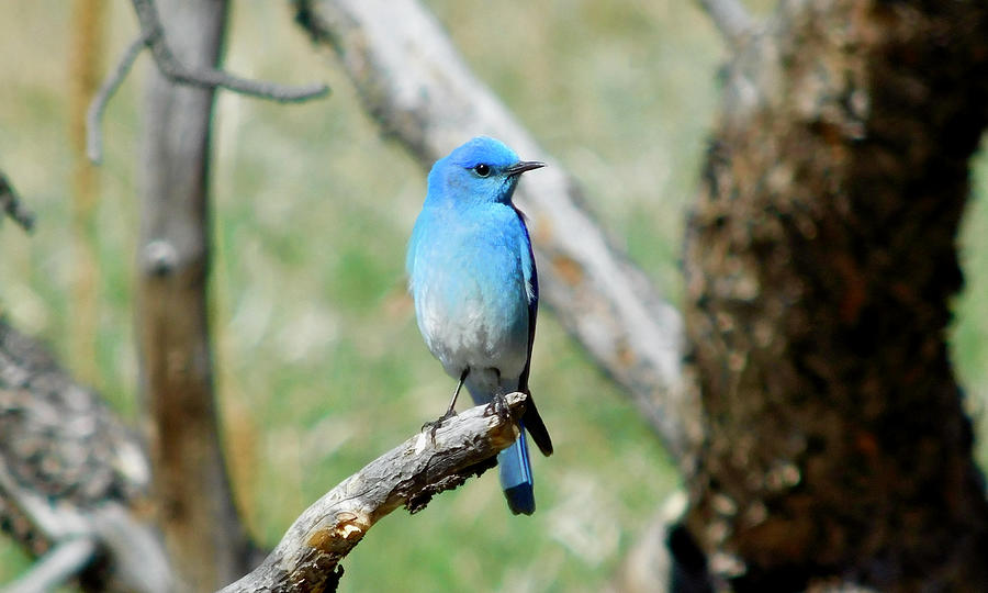 Mountain Bluebird 8 Photograph by Dan Miller