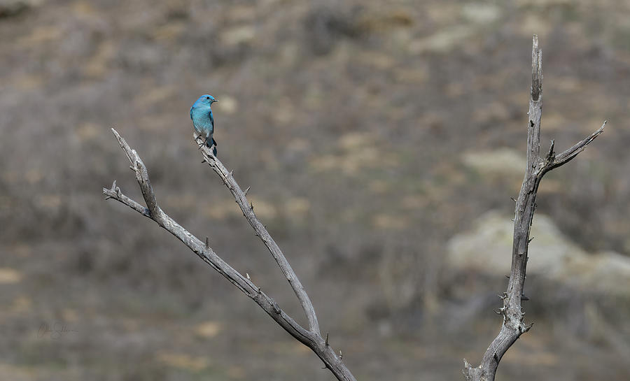 Mountain Bluebird Photograph by Alice Schlesier