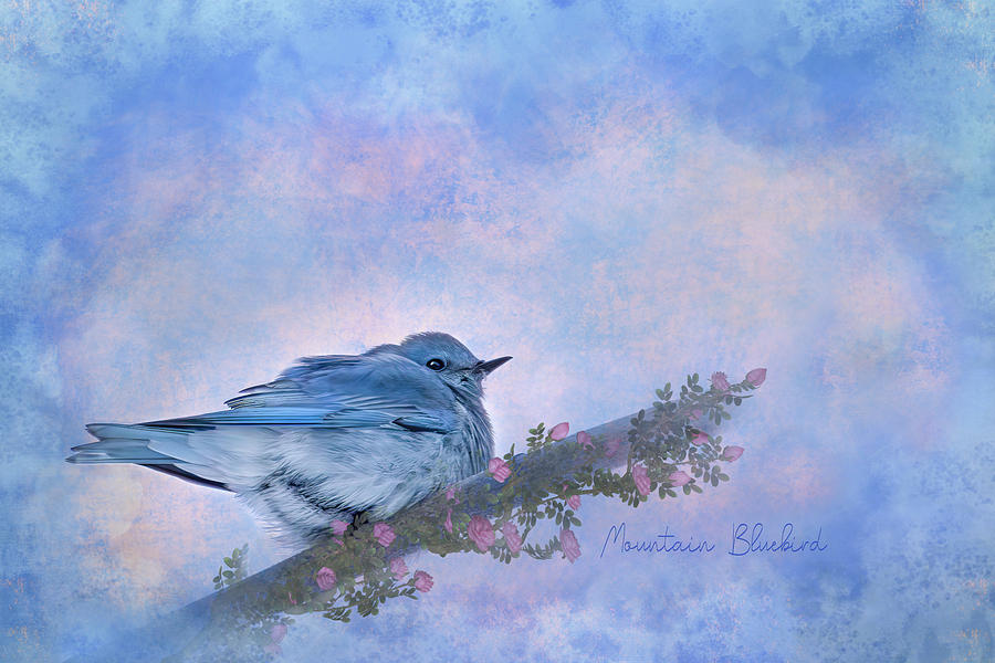 Mountain Bluebird Art Photograph by Patti Deters