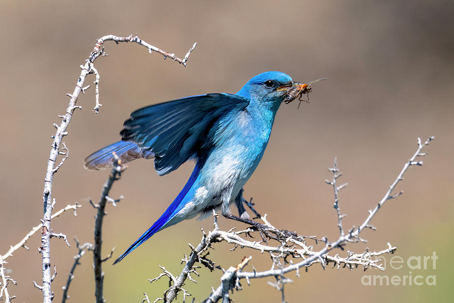 Bluebird Photograph - Mountain Bluebird Breakfast by Michael Dawson