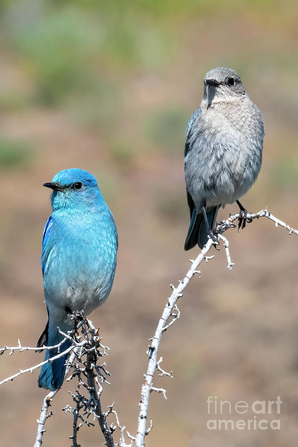 Wildlife Photograph - Mountain Bluebird Couple by Michael Dawson