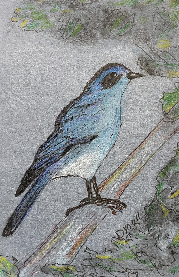 Mountain Bluebird Drawing by Debbie Youll - Fine Art America