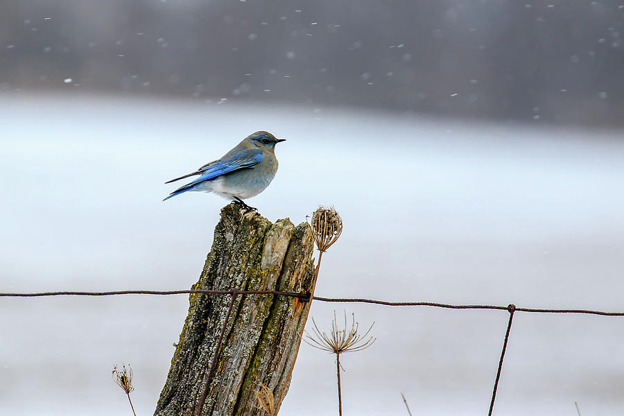 Mountain Bluebird Photograph by Gary Hall