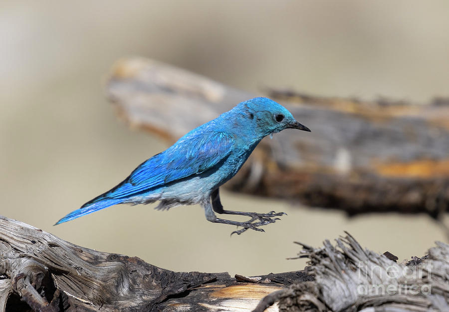 Mountain Bluebird Hopping Photograph by Steven Krull