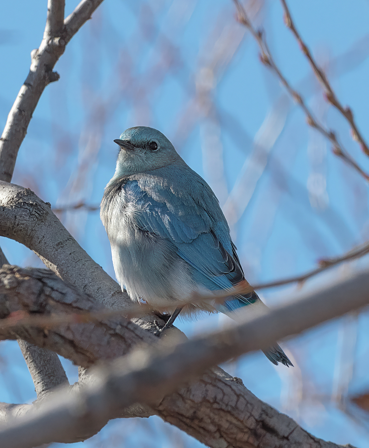Mountain Bluebird in a Tree Photograph by Loree Johnson
