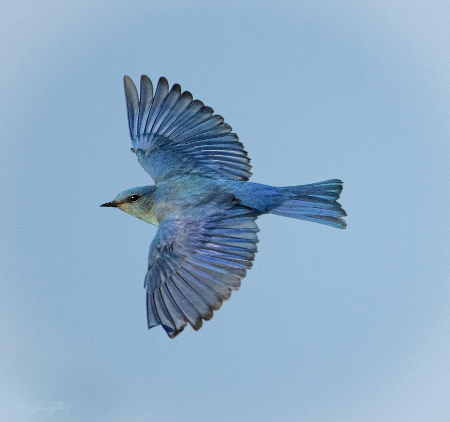 Mountain Bluebird in Flight Photograph by Dan Spangler - Pixels