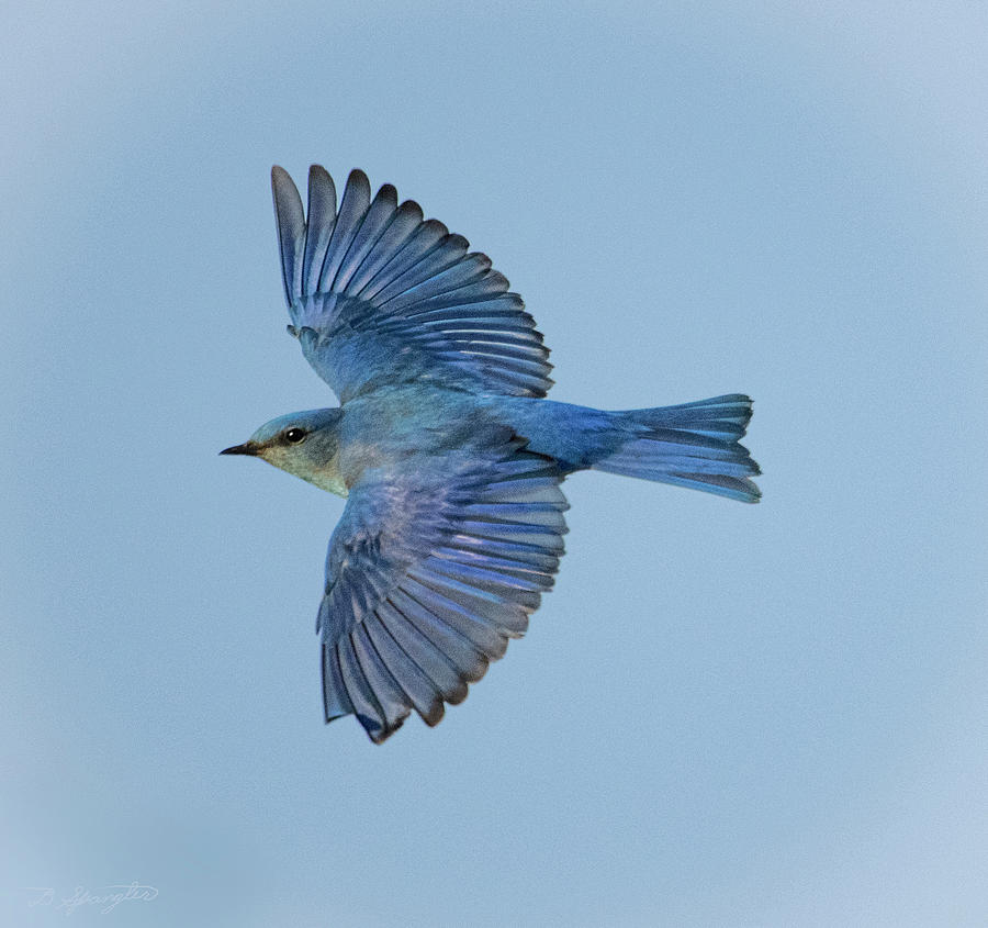 Mountain Bluebird In Flight Photograph By Dan Spangler Fine Art America