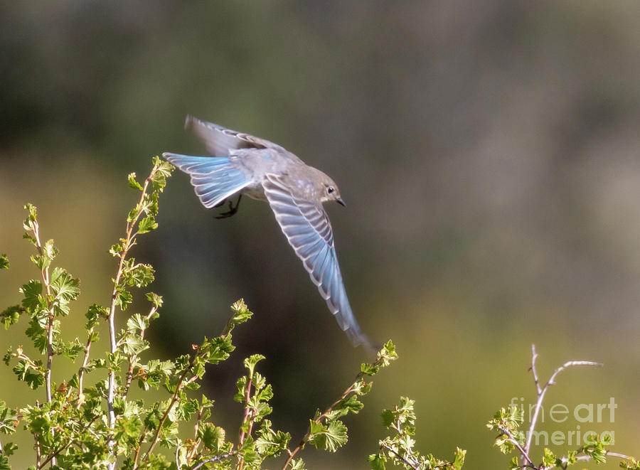 Mountain Bluebird In Flight Photograph