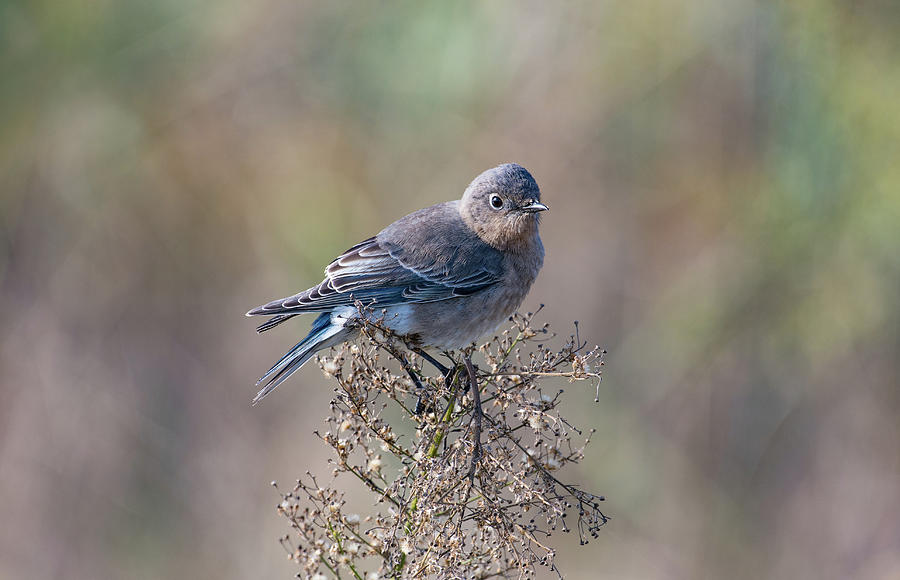 Mountain Bluebird Photograph by Joan Septembre