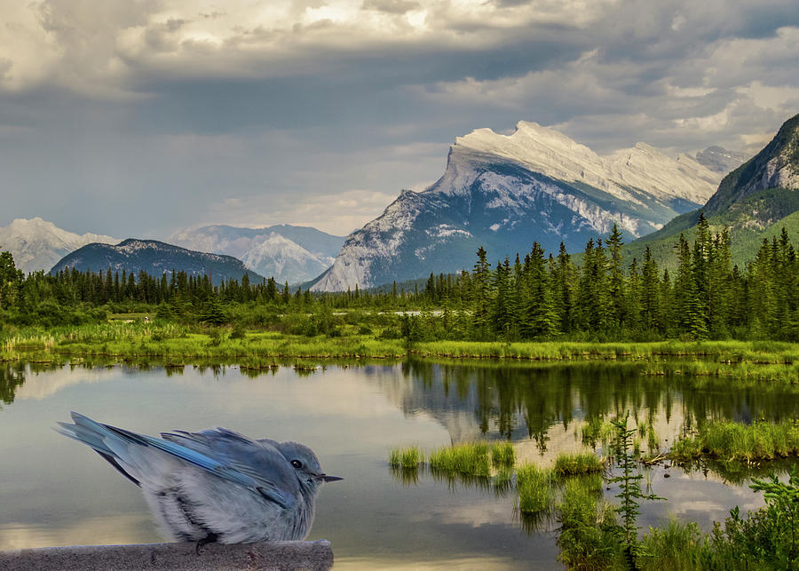 Mountain Bluebird Landscape Photograph by Patti Deters