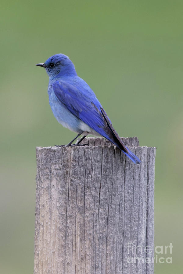 Mountain Bluebird Photograph by Natural Focal Point Photography
