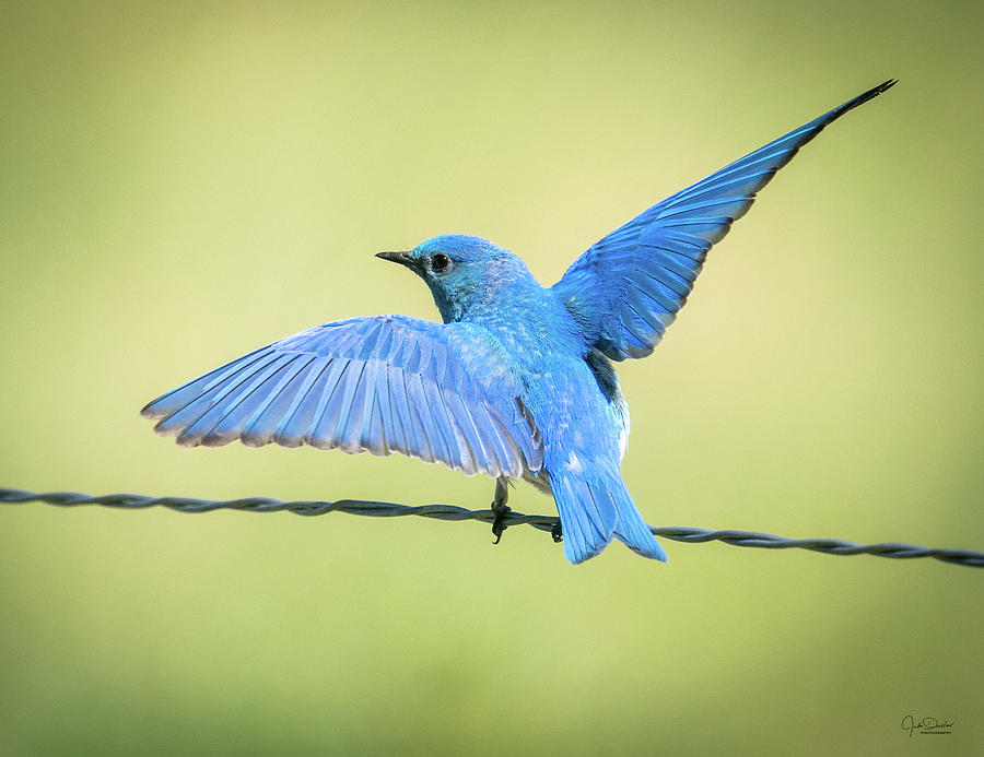 Mountain Bluebird on a Wire Photograph by Judi Dressler