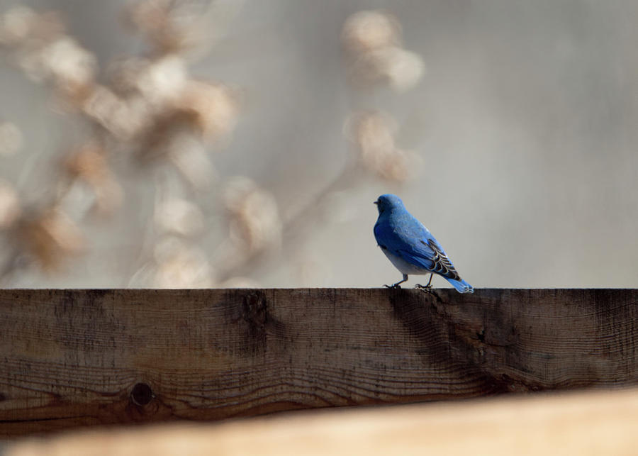 Mountain Bluebird On Fence Photograph