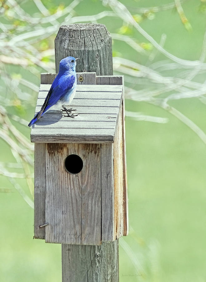 Mountain Bluebird on the Nesting Box Photograph by Jennie Marie Schell