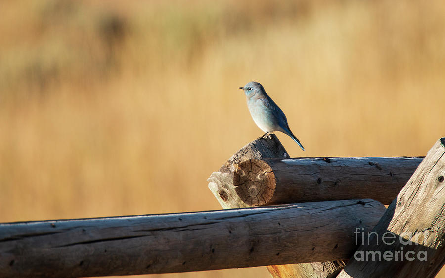 Mountain Bluebird Photograph by Pam Holdsworth