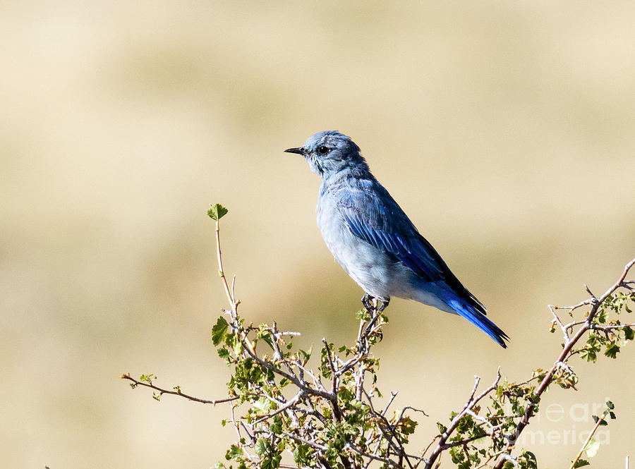 Mountain Bluebird Posing On The Mountain Photograph