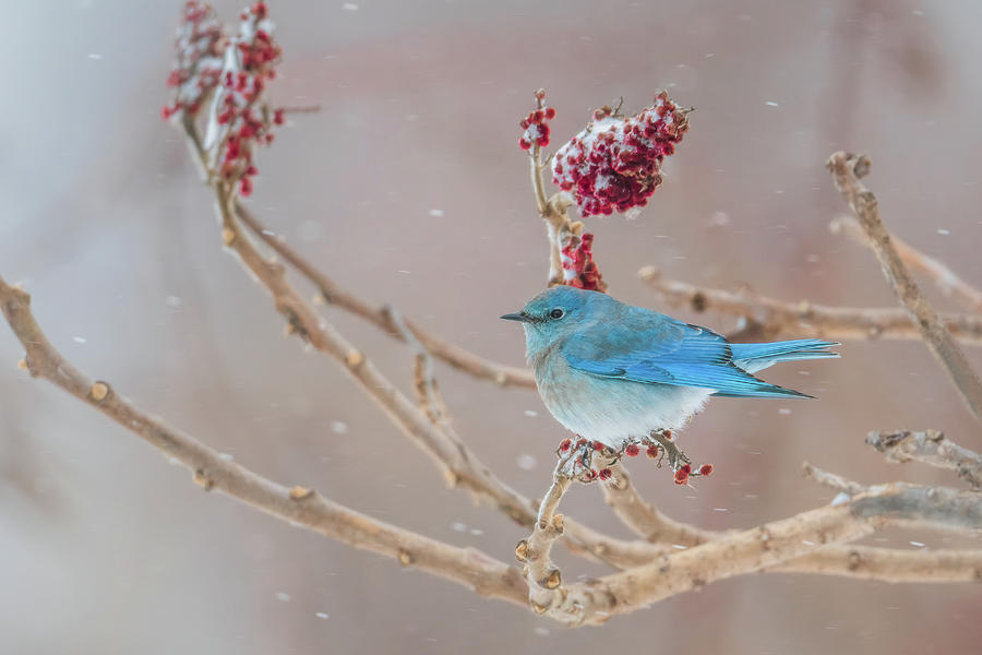 Mountain Bluebird Photograph by Sheen Watkins