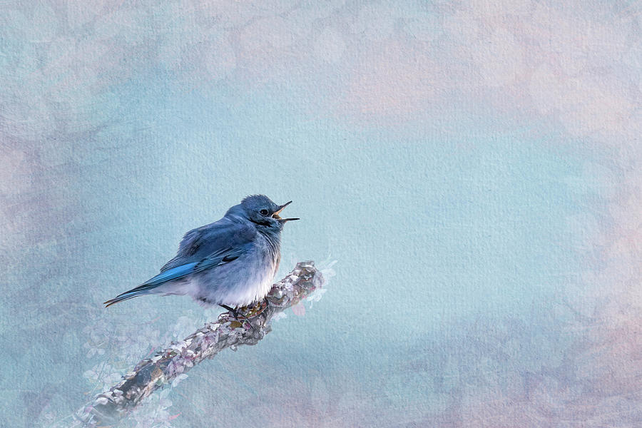 Mountain Bluebird Song Photograph by Patti Deters