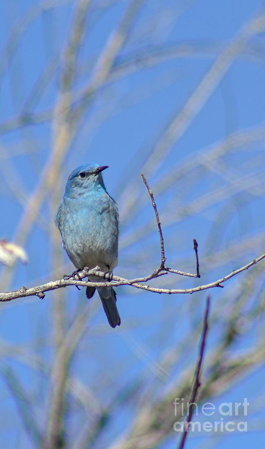 Mountain Bluebird Photograph by Steven Parker