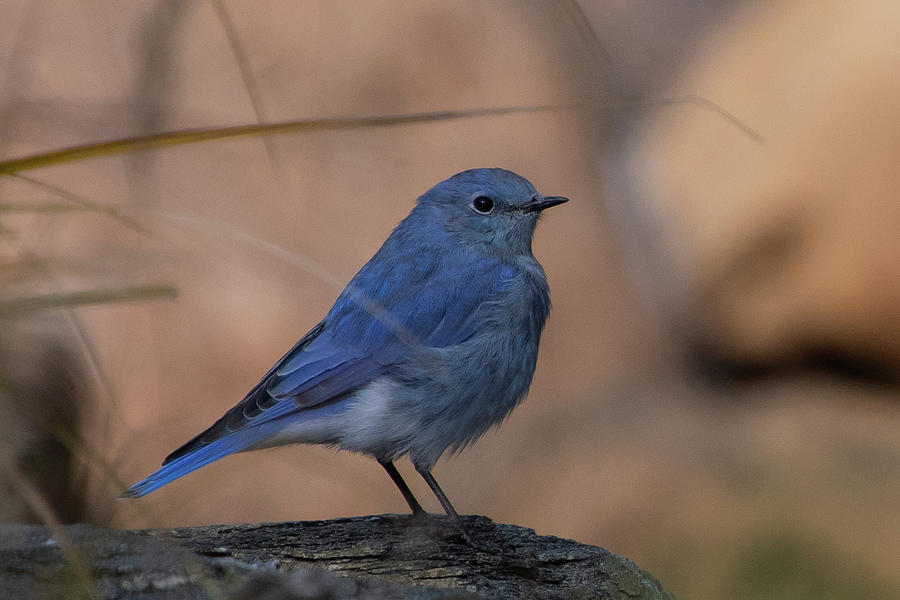Mountain Bluebird with Autumn Background Photograph by Cascade Colors