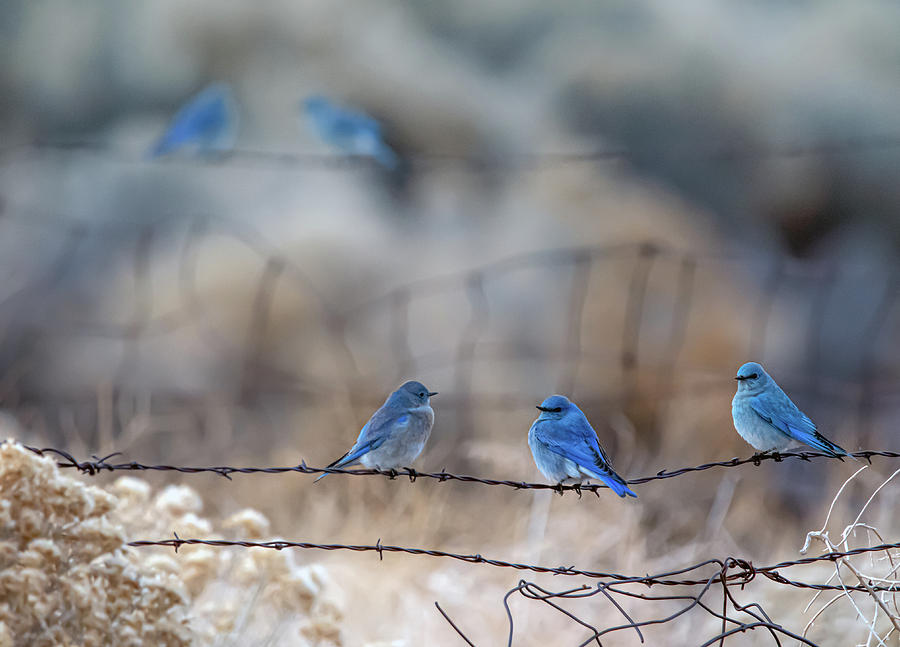 Mountain Bluebirds 4 Photograph by Rick Mosher