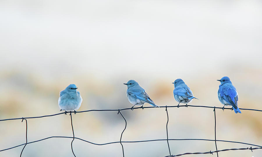 Mountain Bluebirds 5 Photograph by Rick Mosher