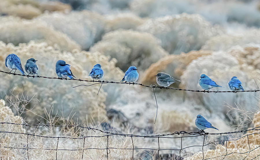 Mountain Bluebirds 6 Photograph by Rick Mosher