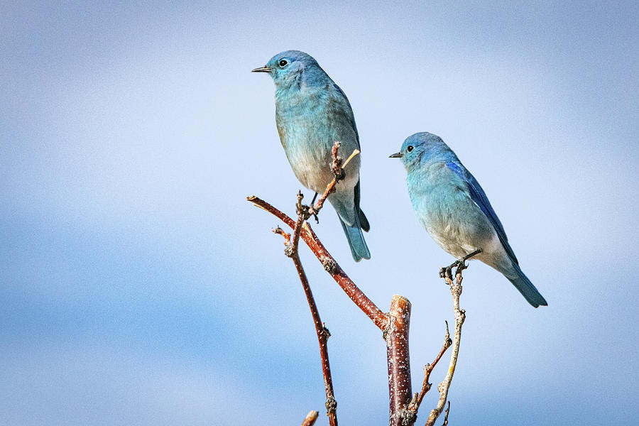Mountain Bluebirds Photograph by Janis Knight