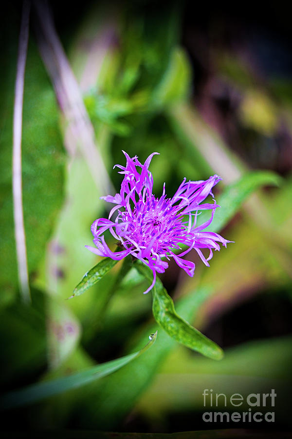 Mountain Bluet Flower Photograph by Claudia Zahnd-Prezioso
