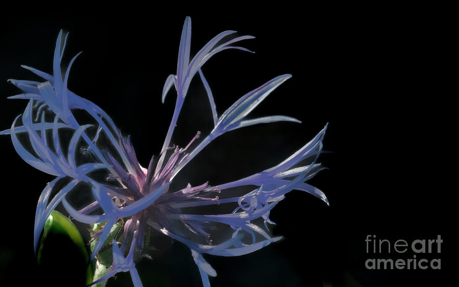 Flower Photograph - Mountain Bluet In Arizona by Jim Wilce