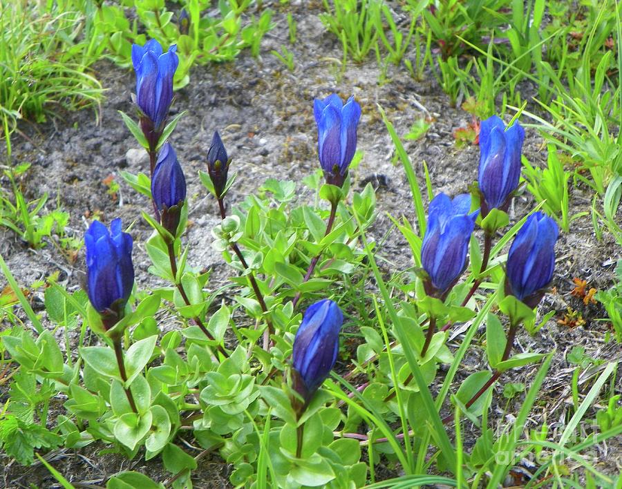 Mountain Bog Gentian Gentiana Calycosa Photograph by Vera M - Fine Art ...