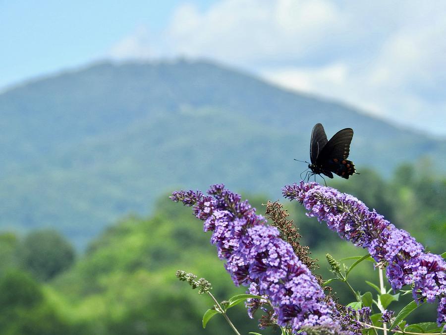 Mountain Butterfly Photograph by Kathy Chism