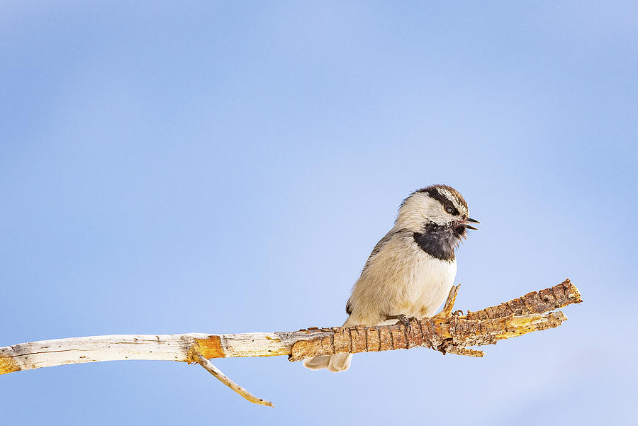 Mountain Chickadee in Color Photograph by Erin K Images