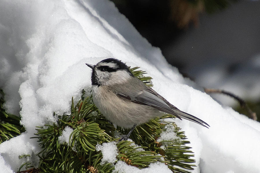 Mountain Chickadee in the Snow Photograph by Cascade Colors