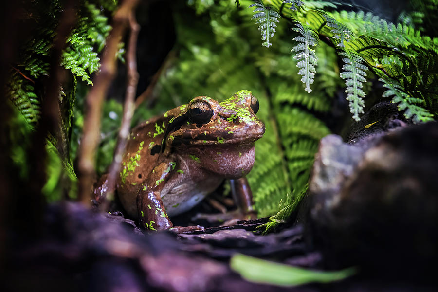 Mountain Chicken Frog Photograph by Artur Bogacki