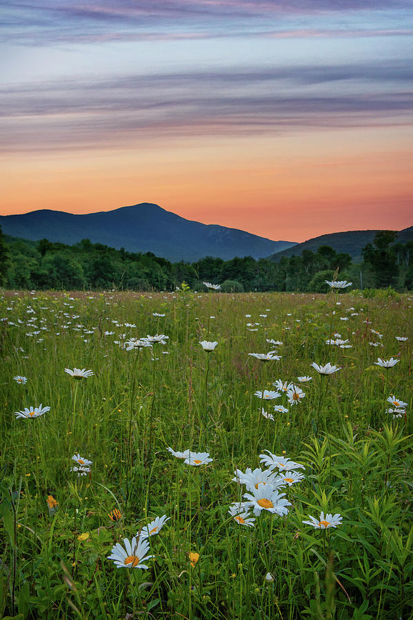 Mountain Daisies by Darylann Leonard Photography Mountain Daisies by Darylann Leonard Photography