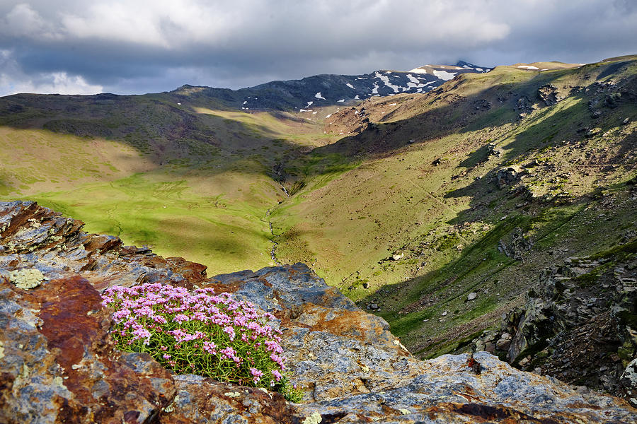 Mountain Endemic Flowers Sierra Nevada National Park At Sunset Photograph By Guido Montanes Castillo